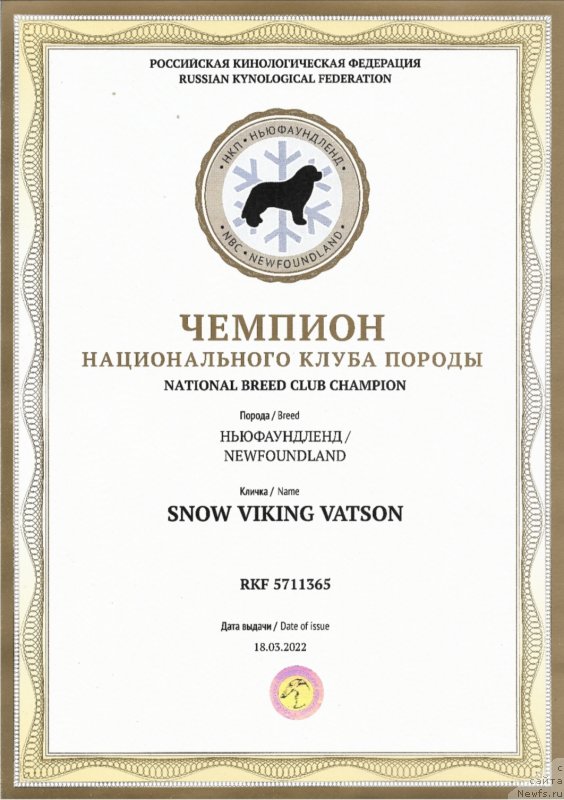 Фото: ньюфаундленд Snou Viking Vatson (Сноу Викинг Ватсон)