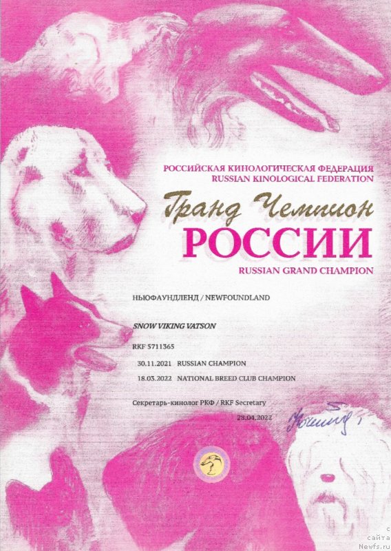 Фото: ньюфаундленд Snou Viking Vatson (Сноу Викинг Ватсон)