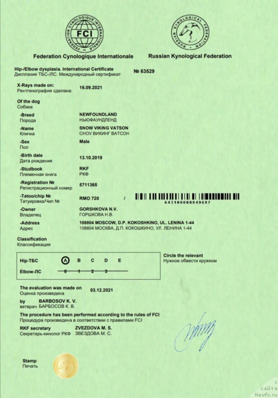 Фото: ньюфаундленд Snou Viking Vatson (Сноу Викинг Ватсон)