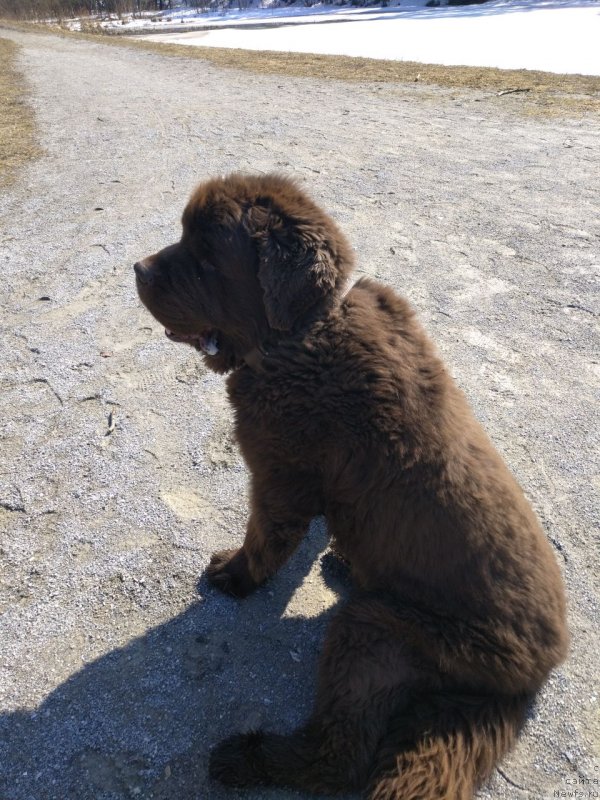 Фото: ньюфаундленд Ispolin iz Carstva Medvedey (Исполин из Царства Медведей)