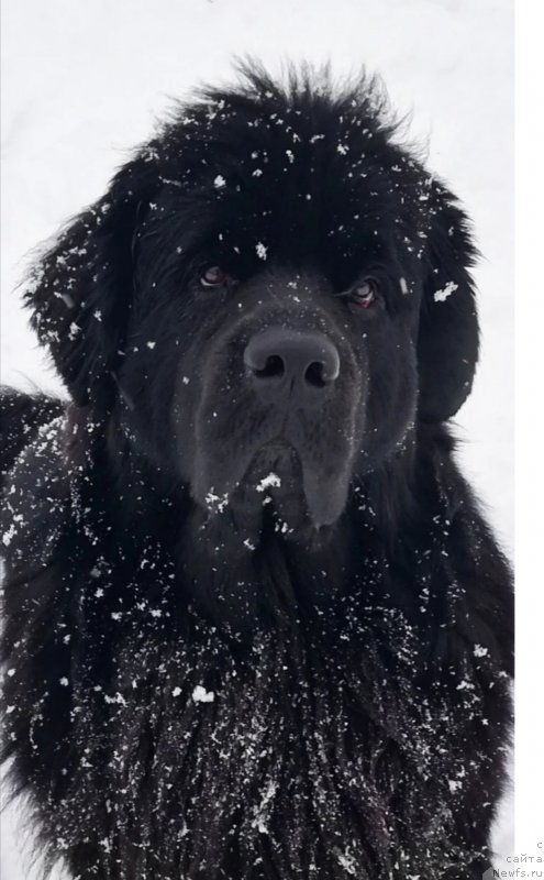 Фото: ньюфаундленд Snou Viking Vatson (Сноу Викинг Ватсон)