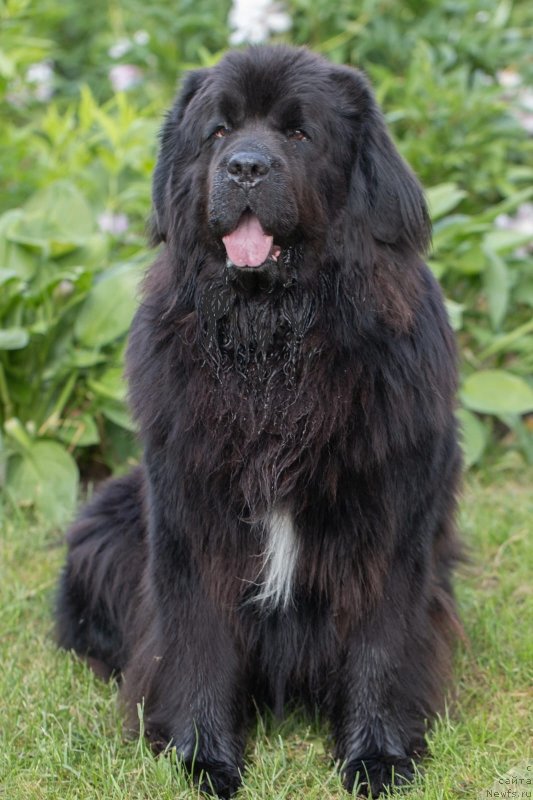 Фото: ньюфаундленд Daanich Veselyiy Rodjer (Даанич Веселый Роджер)