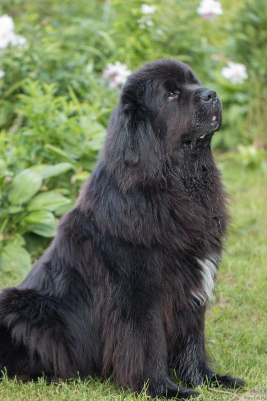 Фото: ньюфаундленд Daanich Veselyiy Rodjer (Даанич Веселый Роджер)