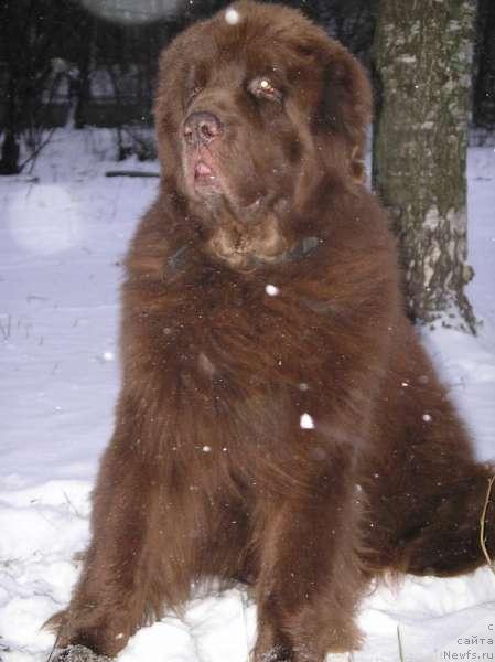 Фото: ньюфаундленд Smigar Sven Brown (Смигар Свен Браун)