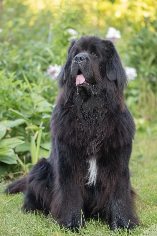 Фото: ньюфаундленд Daanich Veselyiy Rodjer (Даанич Веселый Роджер)