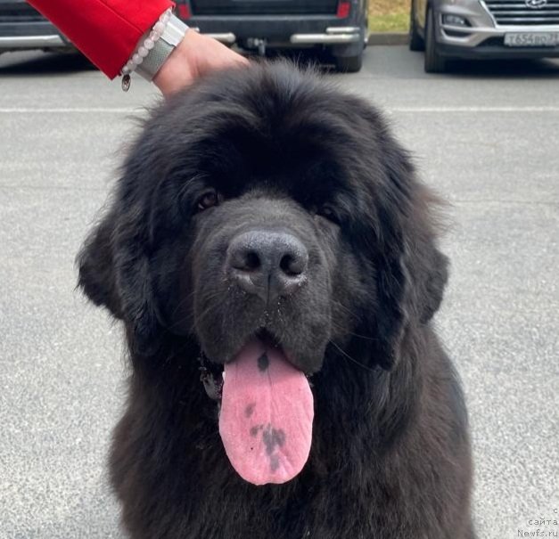 Фото: ньюфаундленд Smigar Iren Adler (Смигар Ирен Адлер)