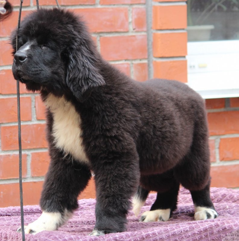 Фотография № 249006