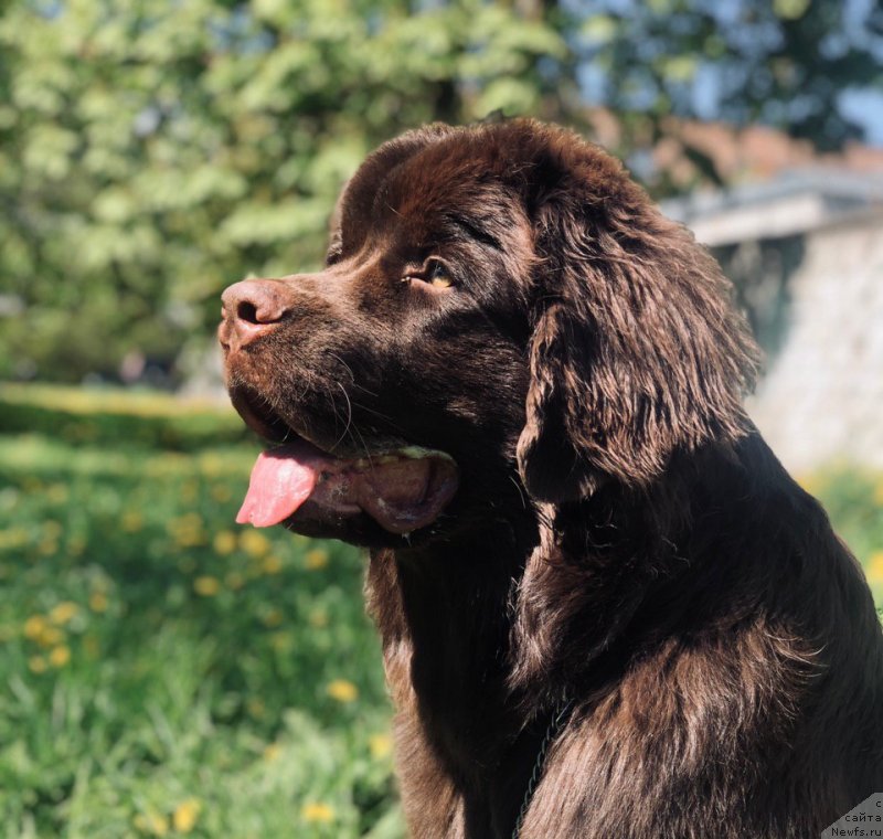 Фото: ньюфаундленд Fannewf Volga (Фанньюф Волга)
