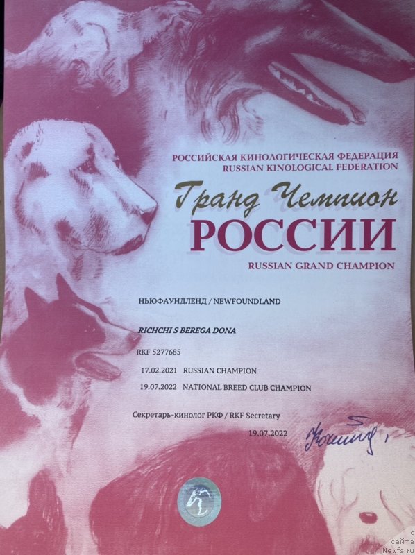 Фото: ньюфаундленд Richchi s Berega Dona (Риччи с Берега Дона)