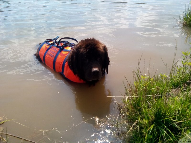 Фото: ньюфаундленд Feerichnaja Fortunatussi s Berega Dona (Фееричная Фортунатусси с Берега Дона)