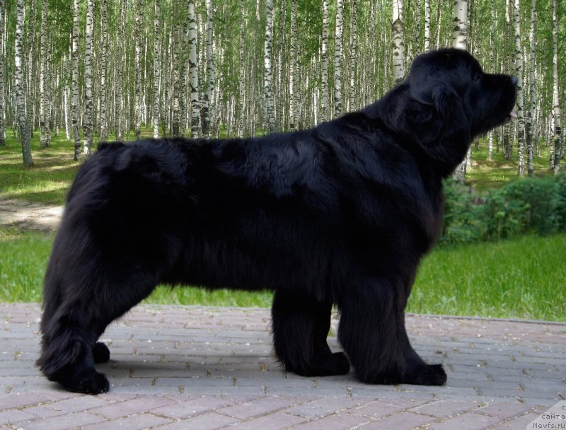 Фото: ньюфаундленд Super Premium Germiona (Супер Премиум Гермиона)