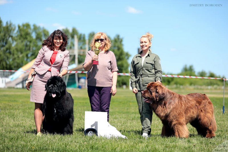 Фото: ньюфаундленд Edgar iz Medvejyego Yara (Эдгар из Медвежьего Яра)