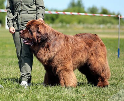 Фото: ньюфаундленд Edgar iz Medvejyego Yara (Эдгар из Медвежьего Яра)