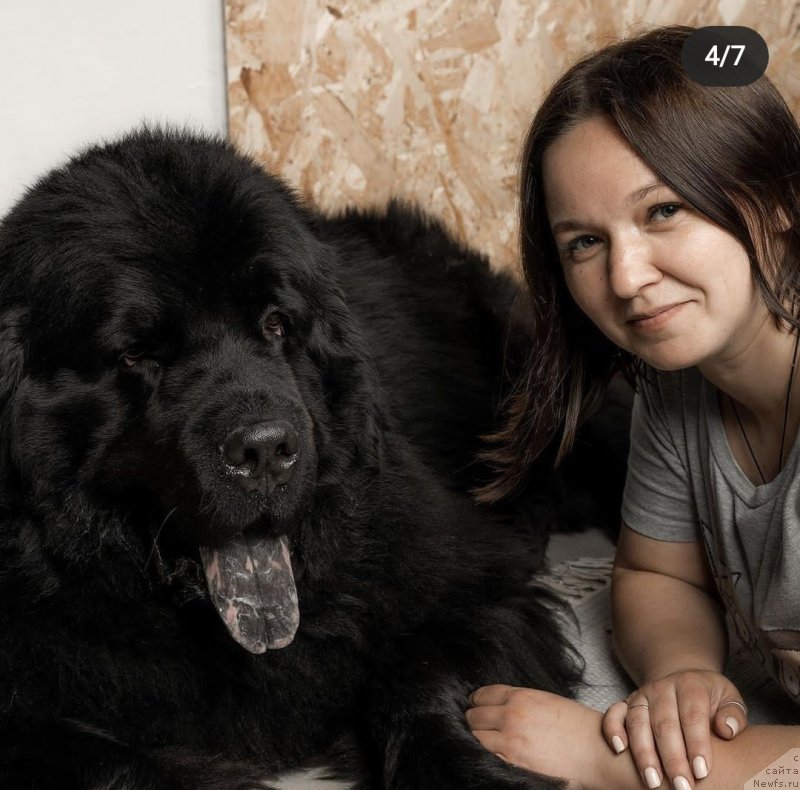Фото: ньюфаундленд Cherniy Balu Nikifor (Черный Балу Никифор)