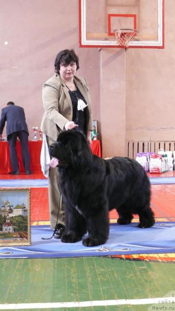 Фото: ньюфаундленд Shipman from Big Lake (Шипмэн фром Биг Лейк)