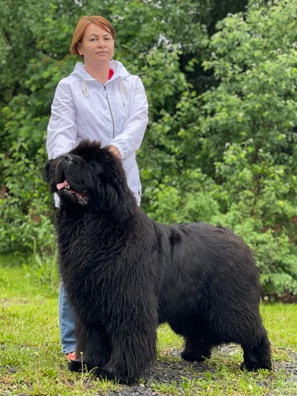 Фото: ньюфаундленд Disoranto Dark Temptation