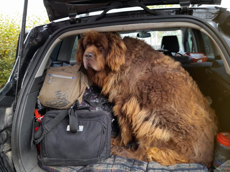Фото: ньюфаундленд Hozjajka Doma s Berega Dona (Хозяйка Дома с Берега Дона)