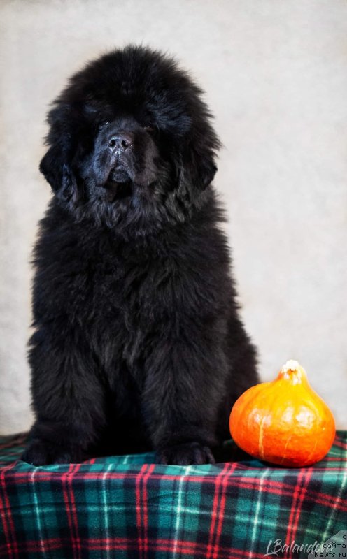 Фото: ньюфаундленд Darkflight You My Life (Даркфлайт Ю Май Лайф)