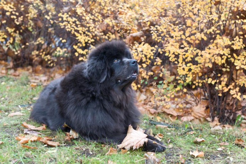 Фотография № 249038