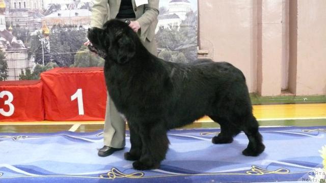 Фото: ньюфаундленд Fiamettahauz Galahat Rytsar' Graalia (Фиаметтахауз Галахад Рыцарь Грааля)