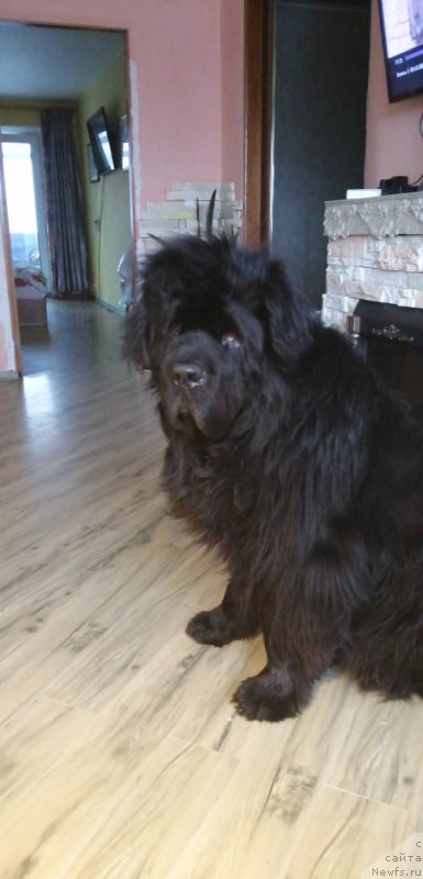 Фото: ньюфаундленд Kamelot King (Камелот Кинг)