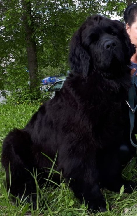 Фото: ньюфаундленд Legendarnaya Ptica Humo (Легендарная Птица Хумо)