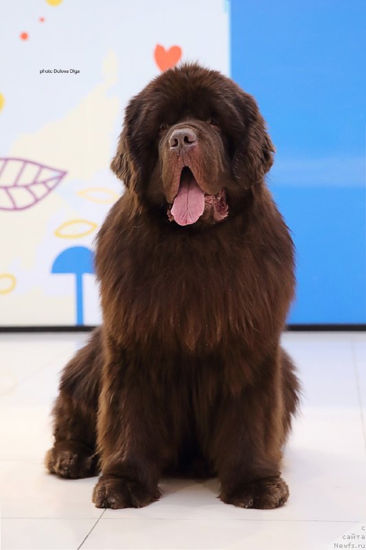 Фото: ньюфаундленд Obush Shed Myod Slashche Yantarya (Обуш Шед Мёд Слаще Янтаря)