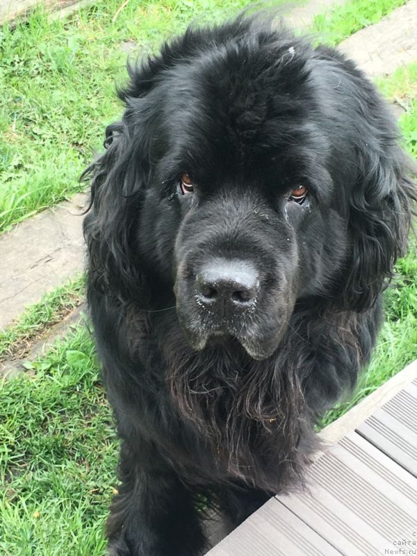 Фото: ньюфаундленд Urman iz Plemeni Kedra (Урман из Племени Кедра)