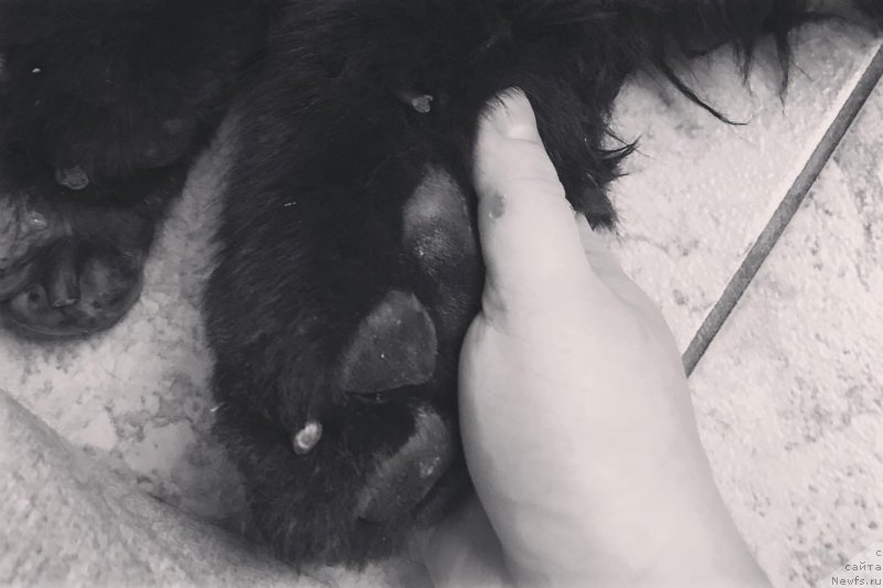 Фото: ньюфаундленд Lepestok Lilii (Лепесток Лилии)