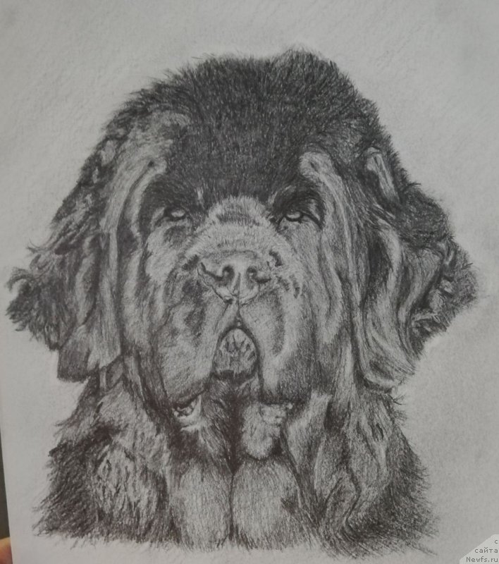 Фото: ньюфаундленд Beguschaya po Volnam Carica Savskaya (Бегущая по Волнам Царица Савская)