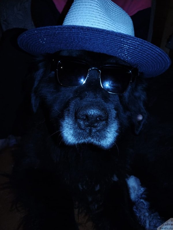 Фото: ньюфаундленд Starbimovlav Dikye (Старбимовлав Дикэ)