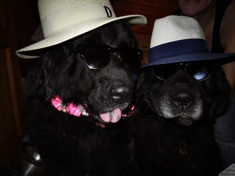 Фото: ньюфаундленд Starbimovlav Dikye (Старбимовлав Дикэ)