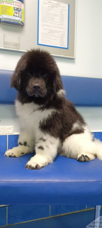 Фото: Aleksey Nistratov (Алексей Нистратов)