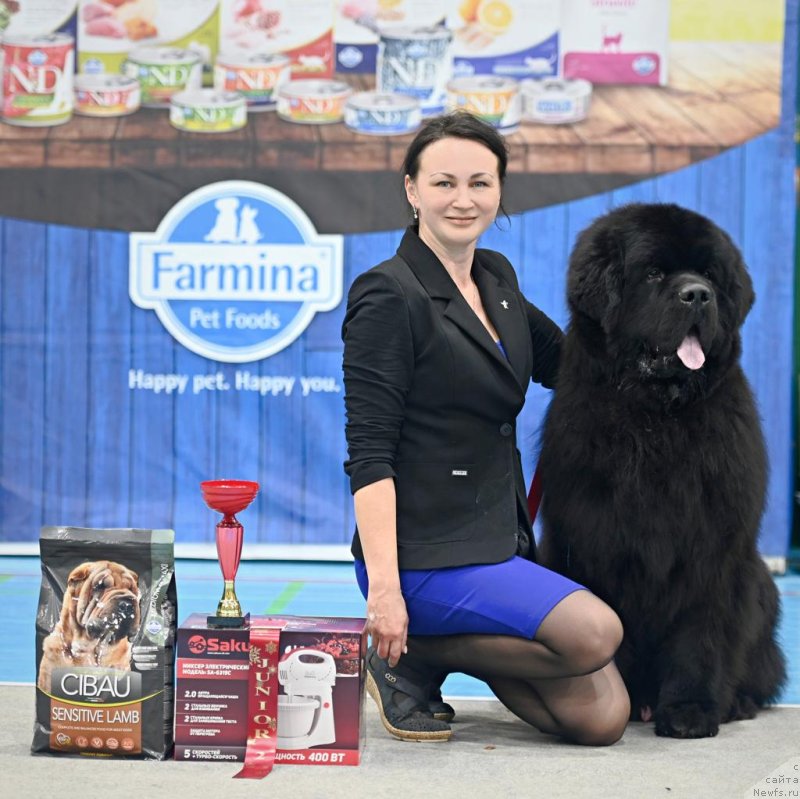 Фото: ньюфаундленд Darkflight You My Life (Даркфлайт Ю Май Лайф)