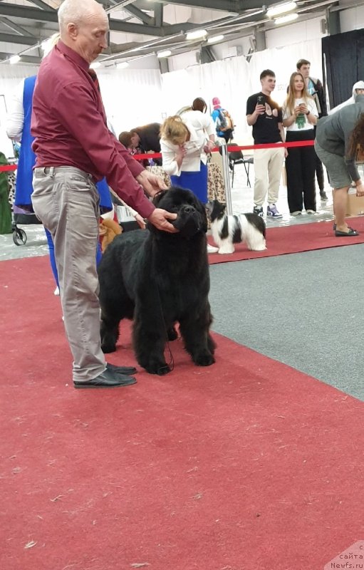 Фото: ньюфаундленд Vyatskiy Medved Rozberri Norm (Вятский Медведь Розберри Норм)