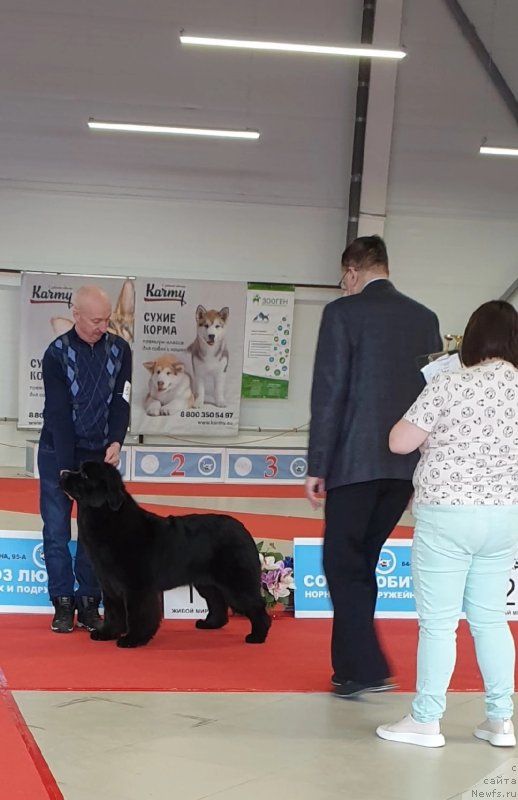 Фото: ньюфаундленд Vyatskiy Medved Rozberri Norm (Вятский Медведь Розберри Норм)