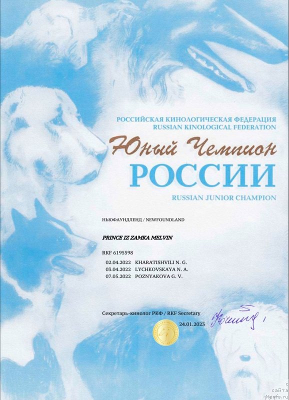 Фото: ньюфаундленд Prince iz Zamka Melvin (Принц из Замка Мелвин)