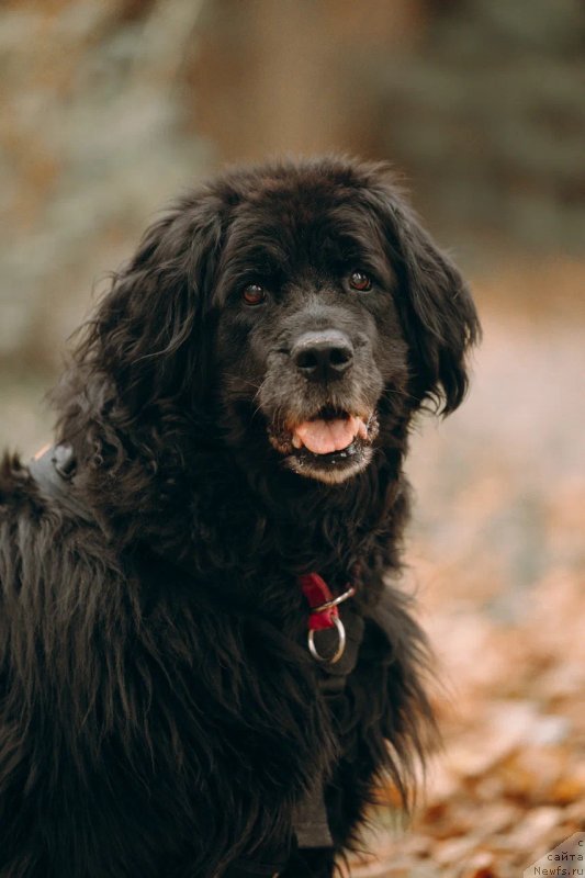 Фотография № 249056