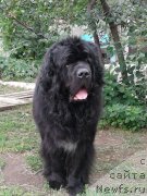 Фото: ньюфаундленд Pervvy Paren iz Tihogo Omuta (Первый Парень из Тихого Омута)