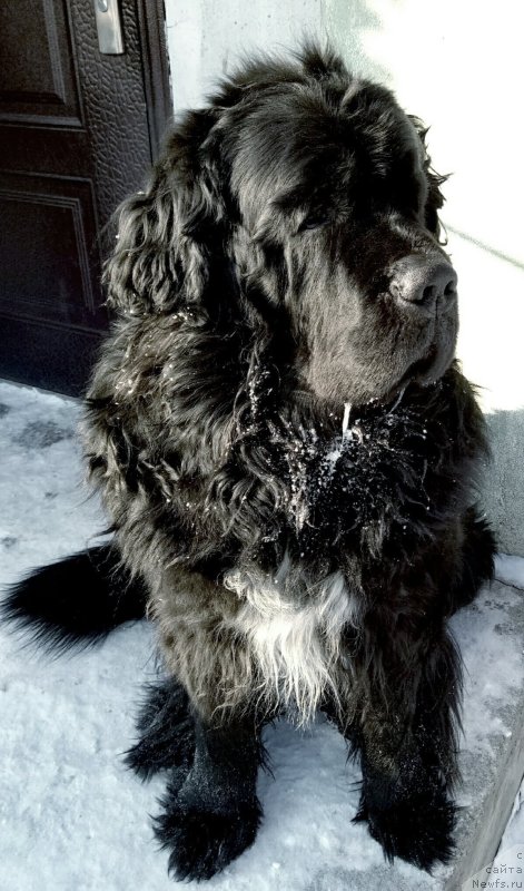 Фото: ньюфаундленд Pervvy Paren iz Tihogo Omuta (Первый Парень из Тихого Омута)
