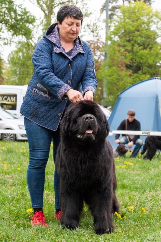 Фото: ньюфаундленд Sent Djons Back In Black To Darkflight (Сент Джонс Бэк Ин Блэк Ту Даркфлайт)