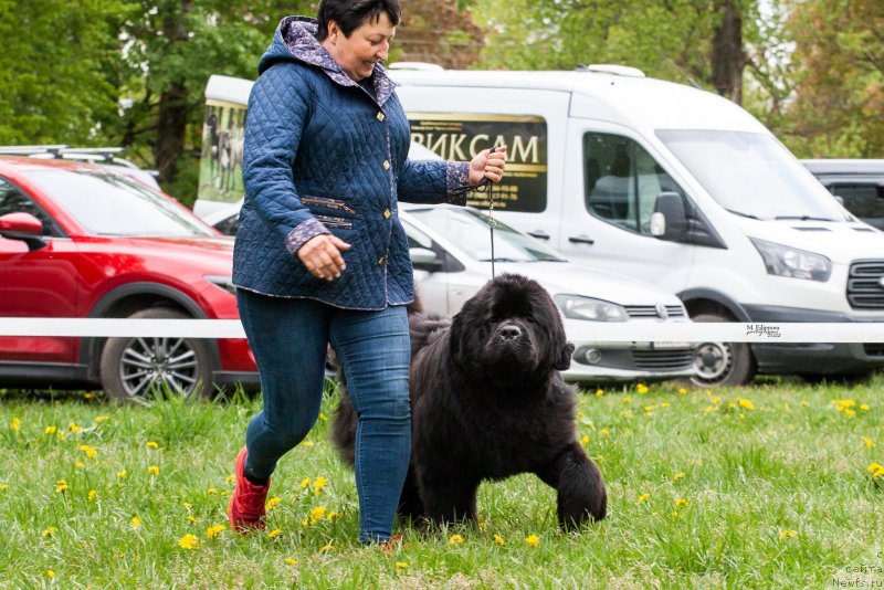 Фото: ньюфаундленд Sent Djons Back In Black To Darkflight (Сент Джонс Бэк Ин Блэк Ту Даркфлайт)