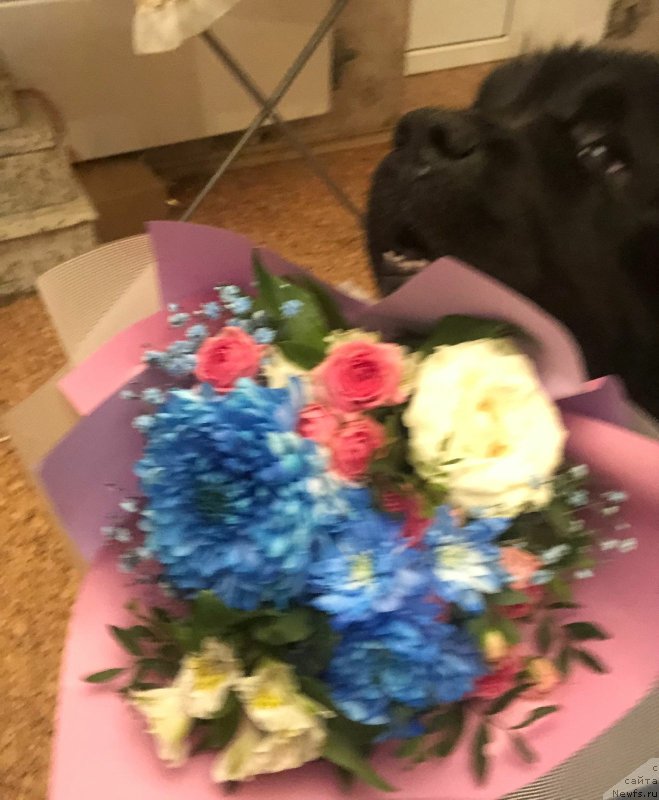 Фото: ньюфаундленд Daanich Veselyiy Rodjer (Даанич Веселый Роджер)