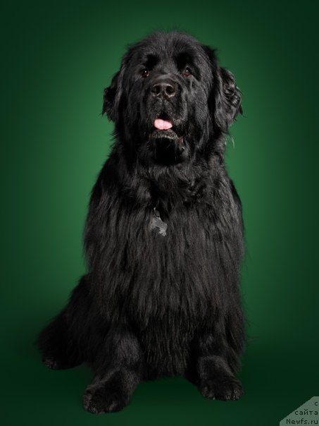 Фото: ньюфаундленд Donats Prayd Byet Midler (Донатс Прайд Бэт Мидлер)