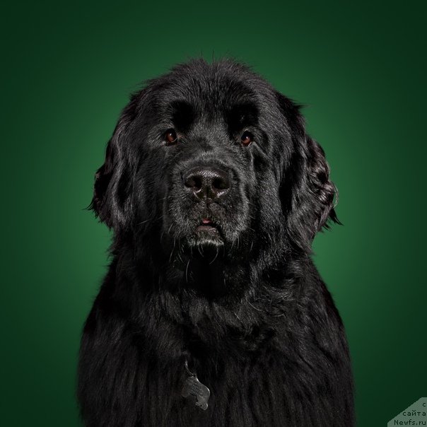 Фото: ньюфаундленд Donats Prayd Byet Midler (Донатс Прайд Бэт Мидлер)