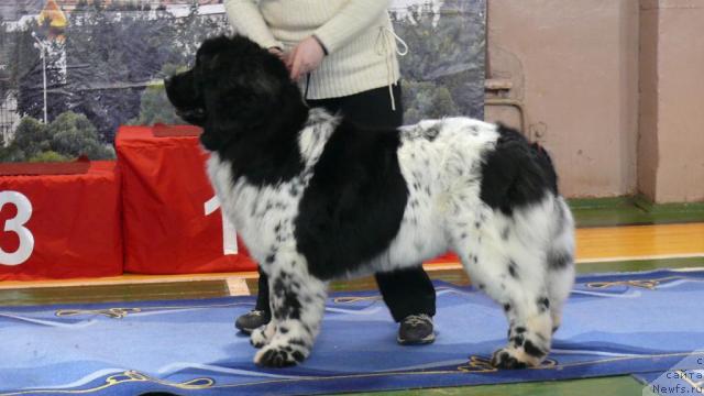 Фото: ньюфаундленд Voshodyashaya Zvezda (Восходящая Звезда)