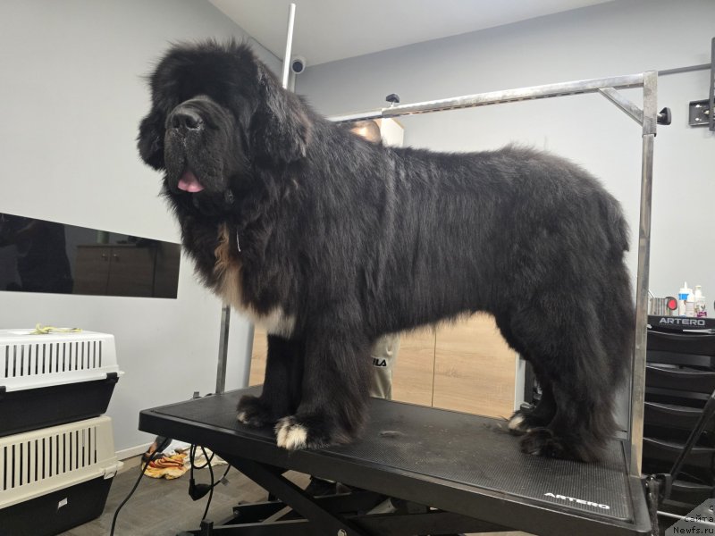 Фото: ньюфаундленд King of Helluland East 17