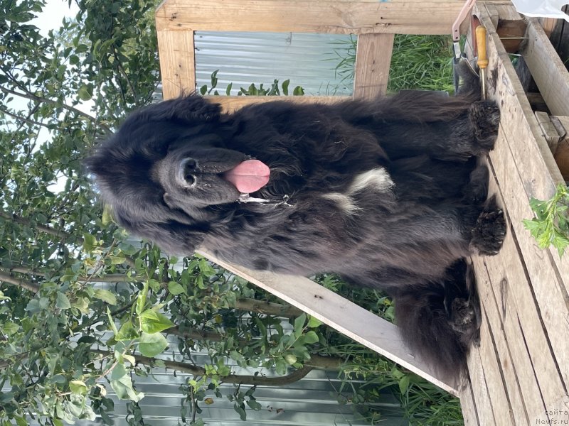 Фото: ньюфаундленд Stealbears Raritet (Стеалбеарс Раритет)