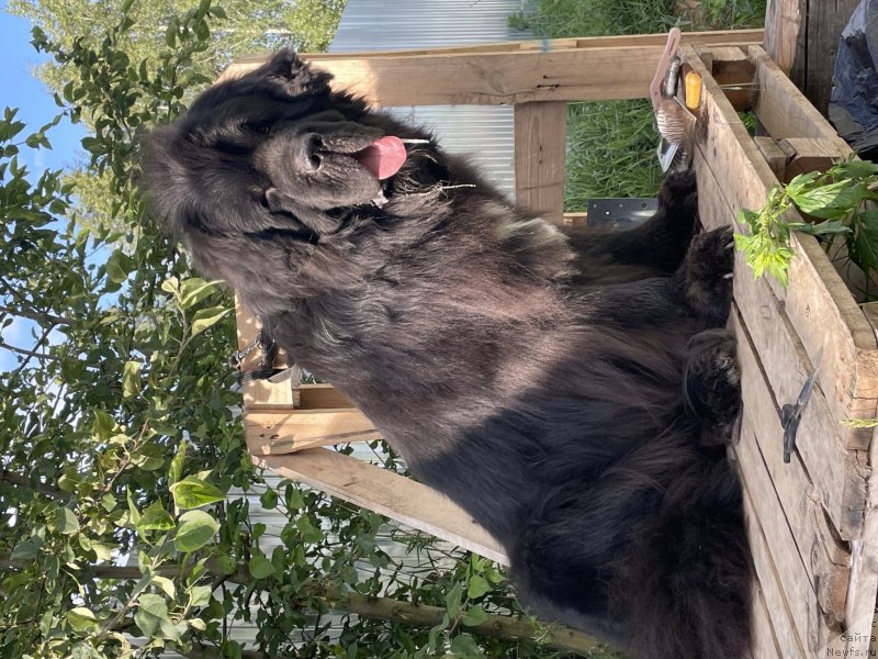 Фото: ньюфаундленд Stealbears Raritet (Стеалбеарс Раритет)