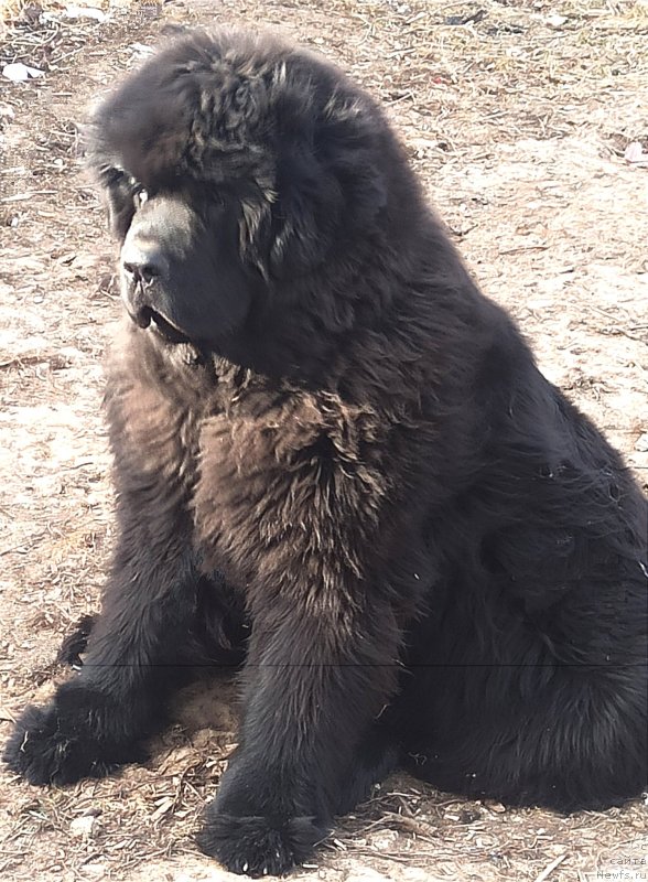 Фото: ньюфаундленд Forward To Victory (Форвард Ту Виктори)